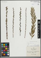 Foto von Salix repens subsp. rosmarinifolia (L.) Andersson
